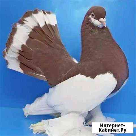 курицы и петухи брянска. Смотреть фото курицы и петухи брянска. Смотреть картинку курицы и петухи брянска. Картинка про курицы и петухи брянска. Фото курицы и петухи брянска курицы и петухи брянска. Смотреть фото курицы и петухи брянска. Смотреть картинку курицы и петухи брянска. Картинка про курицы и петухи брянска. Фото курицы и петухи брянска