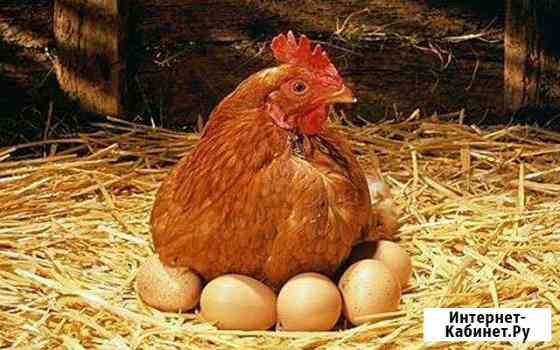 курицы и петухи брянска. Смотреть фото курицы и петухи брянска. Смотреть картинку курицы и петухи брянска. Картинка про курицы и петухи брянска. Фото курицы и петухи брянска курицы и петухи брянска. Смотреть фото курицы и петухи брянска. Смотреть картинку курицы и петухи брянска. Картинка про курицы и петухи брянска. Фото курицы и петухи брянска