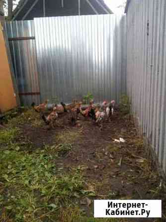 курицы и петухи брянска. Смотреть фото курицы и петухи брянска. Смотреть картинку курицы и петухи брянска. Картинка про курицы и петухи брянска. Фото курицы и петухи брянска курицы и петухи брянска. Смотреть фото курицы и петухи брянска. Смотреть картинку курицы и петухи брянска. Картинка про курицы и петухи брянска. Фото курицы и петухи брянска