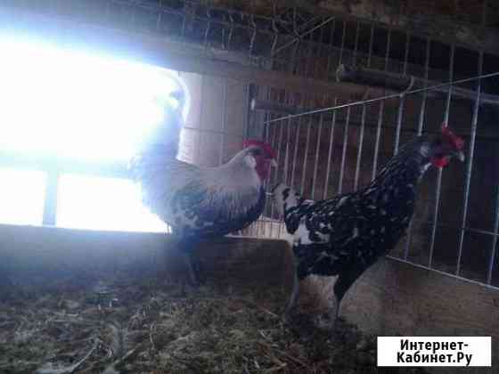 курицы и петухи брянска. Смотреть фото курицы и петухи брянска. Смотреть картинку курицы и петухи брянска. Картинка про курицы и петухи брянска. Фото курицы и петухи брянска курицы и петухи брянска. Смотреть фото курицы и петухи брянска. Смотреть картинку курицы и петухи брянска. Картинка про курицы и петухи брянска. Фото курицы и петухи брянска