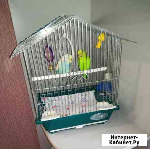 курицы и петухи брянска. Смотреть фото курицы и петухи брянска. Смотреть картинку курицы и петухи брянска. Картинка про курицы и петухи брянска. Фото курицы и петухи брянска курицы и петухи брянска. Смотреть фото курицы и петухи брянска. Смотреть картинку курицы и петухи брянска. Картинка про курицы и петухи брянска. Фото курицы и петухи брянска