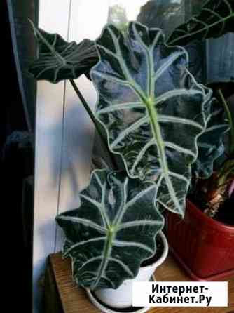 4923558mb3de8161 все для дома и дачи в димитровграде