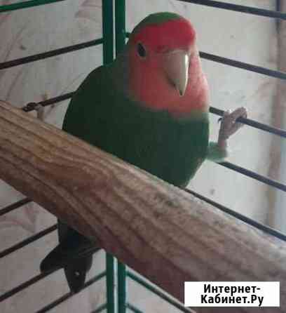 курицы и петухи брянска. Смотреть фото курицы и петухи брянска. Смотреть картинку курицы и петухи брянска. Картинка про курицы и петухи брянска. Фото курицы и петухи брянска курицы и петухи брянска. Смотреть фото курицы и петухи брянска. Смотреть картинку курицы и петухи брянска. Картинка про курицы и петухи брянска. Фото курицы и петухи брянска