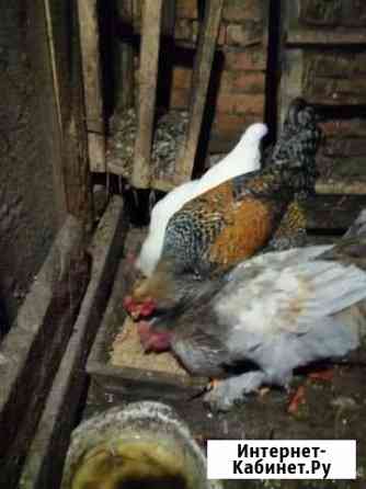 курицы и петухи брянска. Смотреть фото курицы и петухи брянска. Смотреть картинку курицы и петухи брянска. Картинка про курицы и петухи брянска. Фото курицы и петухи брянска курицы и петухи брянска. Смотреть фото курицы и петухи брянска. Смотреть картинку курицы и петухи брянска. Картинка про курицы и петухи брянска. Фото курицы и петухи брянска