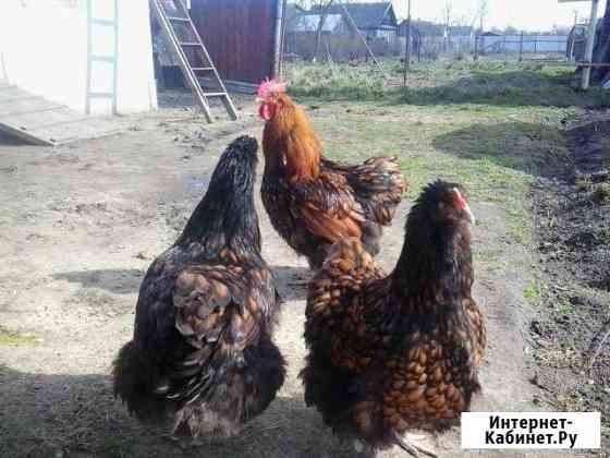 курицы и петухи брянска. Смотреть фото курицы и петухи брянска. Смотреть картинку курицы и петухи брянска. Картинка про курицы и петухи брянска. Фото курицы и петухи брянска курицы и петухи брянска. Смотреть фото курицы и петухи брянска. Смотреть картинку курицы и петухи брянска. Картинка про курицы и петухи брянска. Фото курицы и петухи брянска