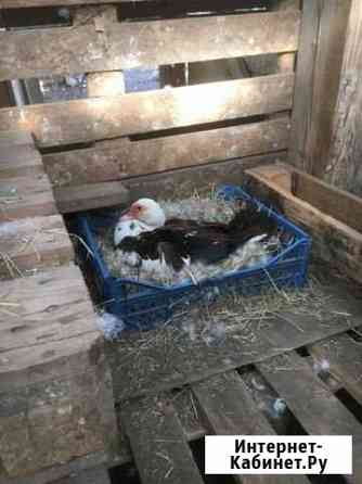 курицы и петухи брянска. Смотреть фото курицы и петухи брянска. Смотреть картинку курицы и петухи брянска. Картинка про курицы и петухи брянска. Фото курицы и петухи брянска курицы и петухи брянска. Смотреть фото курицы и петухи брянска. Смотреть картинку курицы и петухи брянска. Картинка про курицы и петухи брянска. Фото курицы и петухи брянска