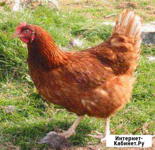 курицы и петухи брянска. Смотреть фото курицы и петухи брянска. Смотреть картинку курицы и петухи брянска. Картинка про курицы и петухи брянска. Фото курицы и петухи брянска курицы и петухи брянска. Смотреть фото курицы и петухи брянска. Смотреть картинку курицы и петухи брянска. Картинка про курицы и петухи брянска. Фото курицы и петухи брянска