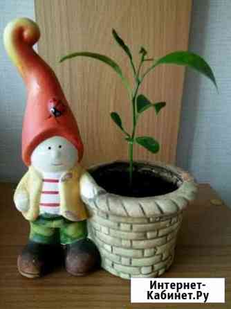 5062872m57d56699 все для дачи б у п камчатский