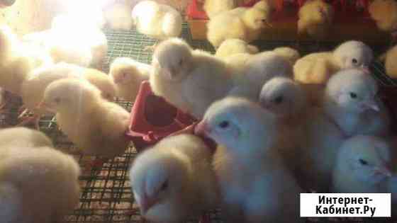 курицы и петухи брянска. Смотреть фото курицы и петухи брянска. Смотреть картинку курицы и петухи брянска. Картинка про курицы и петухи брянска. Фото курицы и петухи брянска курицы и петухи брянска. Смотреть фото курицы и петухи брянска. Смотреть картинку курицы и петухи брянска. Картинка про курицы и петухи брянска. Фото курицы и петухи брянска