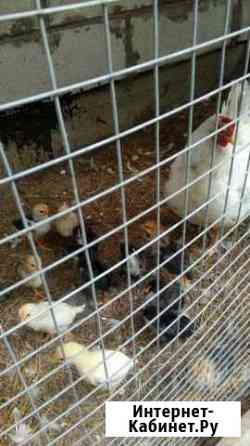 курицы и петухи брянска. Смотреть фото курицы и петухи брянска. Смотреть картинку курицы и петухи брянска. Картинка про курицы и петухи брянска. Фото курицы и петухи брянска курицы и петухи брянска. Смотреть фото курицы и петухи брянска. Смотреть картинку курицы и петухи брянска. Картинка про курицы и петухи брянска. Фото курицы и петухи брянска