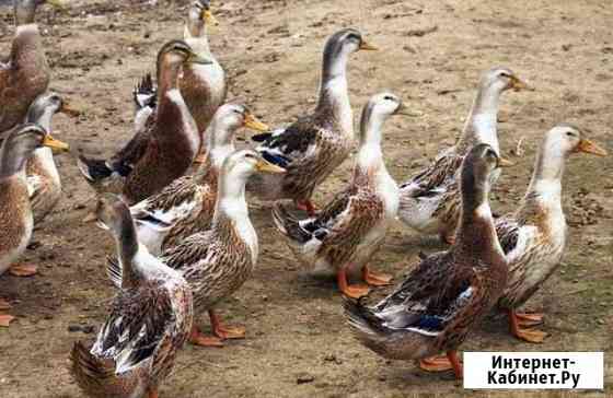 курицы и петухи брянска. Смотреть фото курицы и петухи брянска. Смотреть картинку курицы и петухи брянска. Картинка про курицы и петухи брянска. Фото курицы и петухи брянска курицы и петухи брянска. Смотреть фото курицы и петухи брянска. Смотреть картинку курицы и петухи брянска. Картинка про курицы и петухи брянска. Фото курицы и петухи брянска