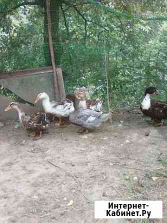 курицы и петухи брянска. Смотреть фото курицы и петухи брянска. Смотреть картинку курицы и петухи брянска. Картинка про курицы и петухи брянска. Фото курицы и петухи брянска курицы и петухи брянска. Смотреть фото курицы и петухи брянска. Смотреть картинку курицы и петухи брянска. Картинка про курицы и петухи брянска. Фото курицы и петухи брянска