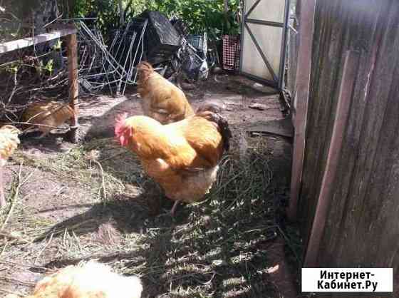 курицы и петухи брянска. Смотреть фото курицы и петухи брянска. Смотреть картинку курицы и петухи брянска. Картинка про курицы и петухи брянска. Фото курицы и петухи брянска курицы и петухи брянска. Смотреть фото курицы и петухи брянска. Смотреть картинку курицы и петухи брянска. Картинка про курицы и петухи брянска. Фото курицы и петухи брянска