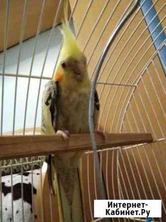 курицы и петухи брянска. Смотреть фото курицы и петухи брянска. Смотреть картинку курицы и петухи брянска. Картинка про курицы и петухи брянска. Фото курицы и петухи брянска курицы и петухи брянска. Смотреть фото курицы и петухи брянска. Смотреть картинку курицы и петухи брянска. Картинка про курицы и петухи брянска. Фото курицы и петухи брянска