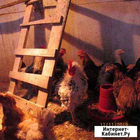 курицы и петухи брянска. Смотреть фото курицы и петухи брянска. Смотреть картинку курицы и петухи брянска. Картинка про курицы и петухи брянска. Фото курицы и петухи брянска курицы и петухи брянска. Смотреть фото курицы и петухи брянска. Смотреть картинку курицы и петухи брянска. Картинка про курицы и петухи брянска. Фото курицы и петухи брянска