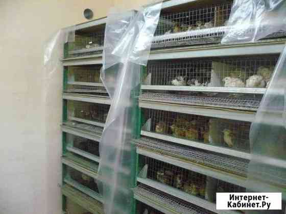 курицы и петухи брянска. Смотреть фото курицы и петухи брянска. Смотреть картинку курицы и петухи брянска. Картинка про курицы и петухи брянска. Фото курицы и петухи брянска курицы и петухи брянска. Смотреть фото курицы и петухи брянска. Смотреть картинку курицы и петухи брянска. Картинка про курицы и петухи брянска. Фото курицы и петухи брянска