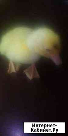 курицы и петухи брянска. Смотреть фото курицы и петухи брянска. Смотреть картинку курицы и петухи брянска. Картинка про курицы и петухи брянска. Фото курицы и петухи брянска курицы и петухи брянска. Смотреть фото курицы и петухи брянска. Смотреть картинку курицы и петухи брянска. Картинка про курицы и петухи брянска. Фото курицы и петухи брянска