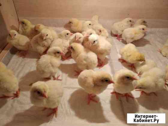 курицы и петухи брянска. Смотреть фото курицы и петухи брянска. Смотреть картинку курицы и петухи брянска. Картинка про курицы и петухи брянска. Фото курицы и петухи брянска курицы и петухи брянска. Смотреть фото курицы и петухи брянска. Смотреть картинку курицы и петухи брянска. Картинка про курицы и петухи брянска. Фото курицы и петухи брянска