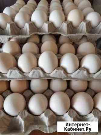 курицы и петухи брянска. Смотреть фото курицы и петухи брянска. Смотреть картинку курицы и петухи брянска. Картинка про курицы и петухи брянска. Фото курицы и петухи брянска курицы и петухи брянска. Смотреть фото курицы и петухи брянска. Смотреть картинку курицы и петухи брянска. Картинка про курицы и петухи брянска. Фото курицы и петухи брянска