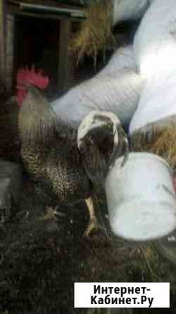 курицы и петухи брянска. Смотреть фото курицы и петухи брянска. Смотреть картинку курицы и петухи брянска. Картинка про курицы и петухи брянска. Фото курицы и петухи брянска курицы и петухи брянска. Смотреть фото курицы и петухи брянска. Смотреть картинку курицы и петухи брянска. Картинка про курицы и петухи брянска. Фото курицы и петухи брянска