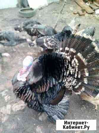 курицы и петухи брянска. Смотреть фото курицы и петухи брянска. Смотреть картинку курицы и петухи брянска. Картинка про курицы и петухи брянска. Фото курицы и петухи брянска курицы и петухи брянска. Смотреть фото курицы и петухи брянска. Смотреть картинку курицы и петухи брянска. Картинка про курицы и петухи брянска. Фото курицы и петухи брянска