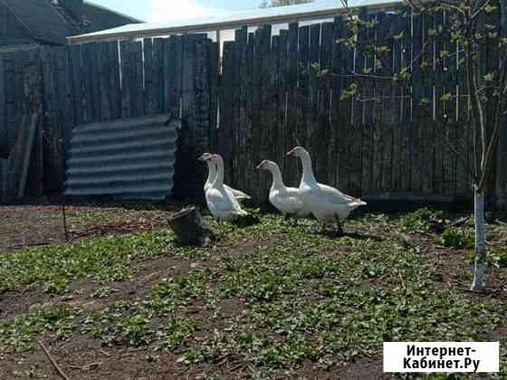 курицы и петухи брянска. Смотреть фото курицы и петухи брянска. Смотреть картинку курицы и петухи брянска. Картинка про курицы и петухи брянска. Фото курицы и петухи брянска курицы и петухи брянска. Смотреть фото курицы и петухи брянска. Смотреть картинку курицы и петухи брянска. Картинка про курицы и петухи брянска. Фото курицы и петухи брянска