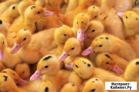 курицы и петухи брянска. Смотреть фото курицы и петухи брянска. Смотреть картинку курицы и петухи брянска. Картинка про курицы и петухи брянска. Фото курицы и петухи брянска курицы и петухи брянска. Смотреть фото курицы и петухи брянска. Смотреть картинку курицы и петухи брянска. Картинка про курицы и петухи брянска. Фото курицы и петухи брянска